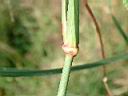孟仁草-莖01.JPG