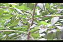孟加拉榕-枝02.JPG
