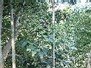 孟宗竹20.JPG