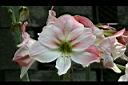 孤挺花-花16.jpg