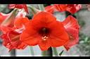 孤挺花-花17.jpg
