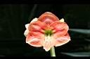 孤挺花-花18.jpg