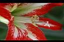 孤挺花-花4.jpg
