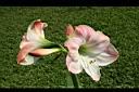 孤挺花-花6.jpg