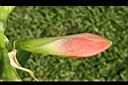 孤挺花-花苞0.jpg