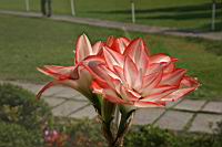 孤挺花-花-種子0.jpg