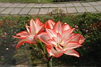 孤挺花-花-種子1.jpg