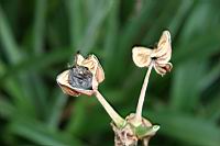 孤挺花-花-種子3.jpg