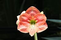 孤挺花-花18.jpg