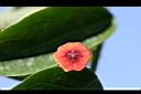守宮木-雄花03.JPG