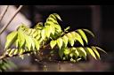 安南漆-花苞00.JPG
