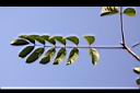 安南漆-葉12.JPG