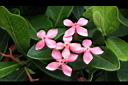 宮粉仙丹花-花02.jpg