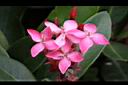 宮粉仙丹花-花03.jpg