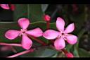 宮粉仙丹花-花04.jpg