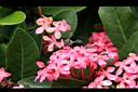 宮粉仙丹花-花16.jpg