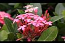 宮粉仙丹花-花18.jpg