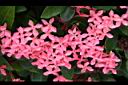 宮粉仙丹花-花19.jpg