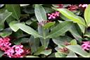 宮粉仙丹花-葉序1.jpg