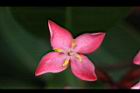 宮粉仙丹花-花00.jpg