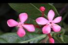 宮粉仙丹花-花05.jpg