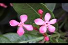 宮粉仙丹花-花06.jpg