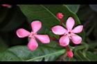 宮粉仙丹花-花07.jpg