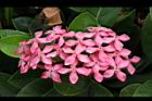 宮粉仙丹花-花08.jpg