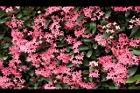 宮粉仙丹花-花13.jpg