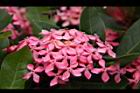 宮粉仙丹花-花15.jpg