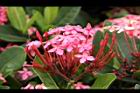 宮粉仙丹花-花17.jpg