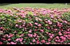宮粉仙丹花05.jpg