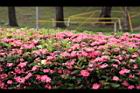 宮粉仙丹花06.jpg