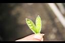宿根羽扇豆-種子0.jpg