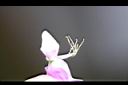 宿根羽扇豆-花蕊1.jpg