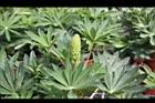 宿根羽扇豆-花苞.jpg