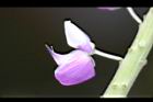 魯冰花4.jpg