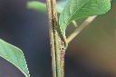 白飯樹-枝04.jpg