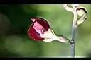 寬翼豆-花.jpg