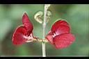 寬翼豆-花3.jpg