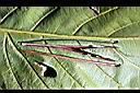 寬翼豆-豆3.jpg