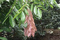 寶冠木-嫩葉05.JPG