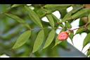 寶冠木-花苞01.jpg