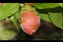 寶冠木-花苞05.JPG