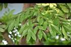 寶冠木-葉06.jpg
