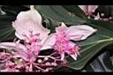 寶蓮花-花00.JPG