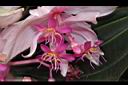 寶蓮花-花02.JPG