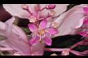 寶蓮花-花03.JPG