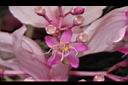 寶蓮花-花04.JPG