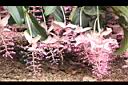 寶蓮花-花序00.JPG